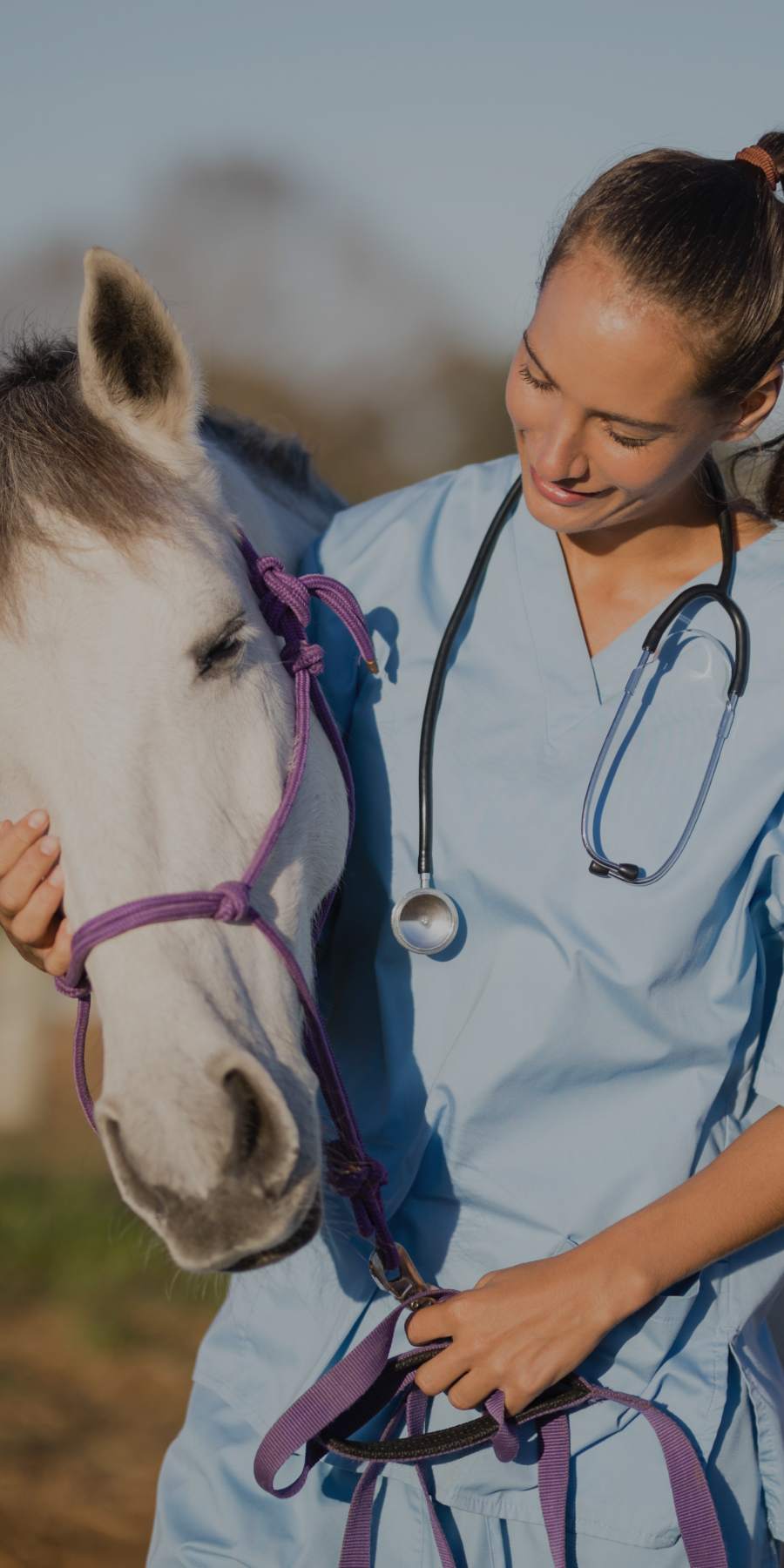 Equine vet 