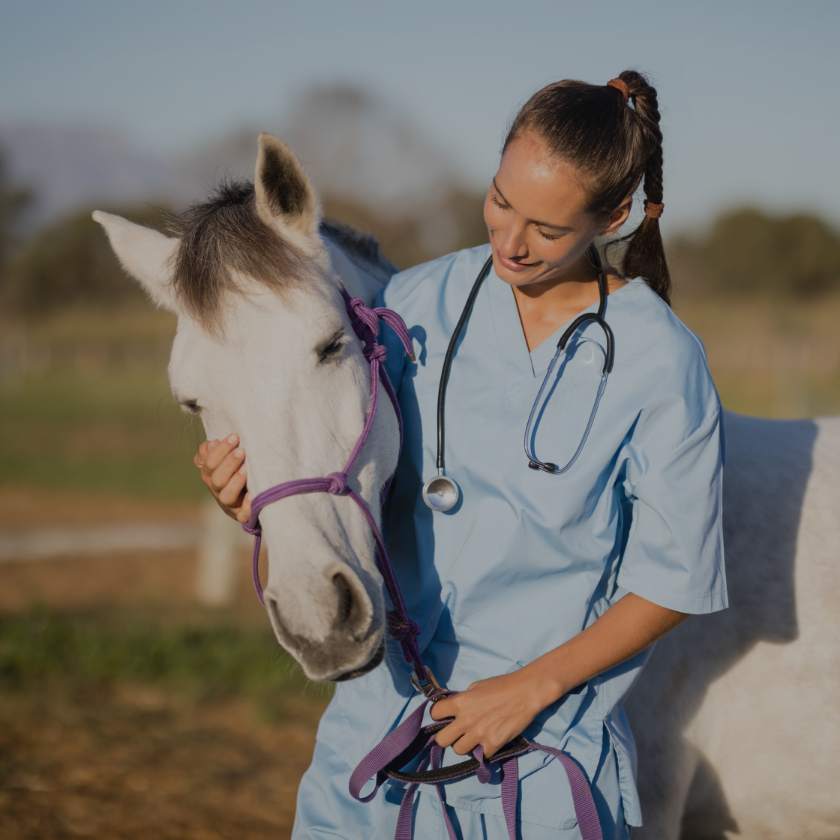 Equine vet 