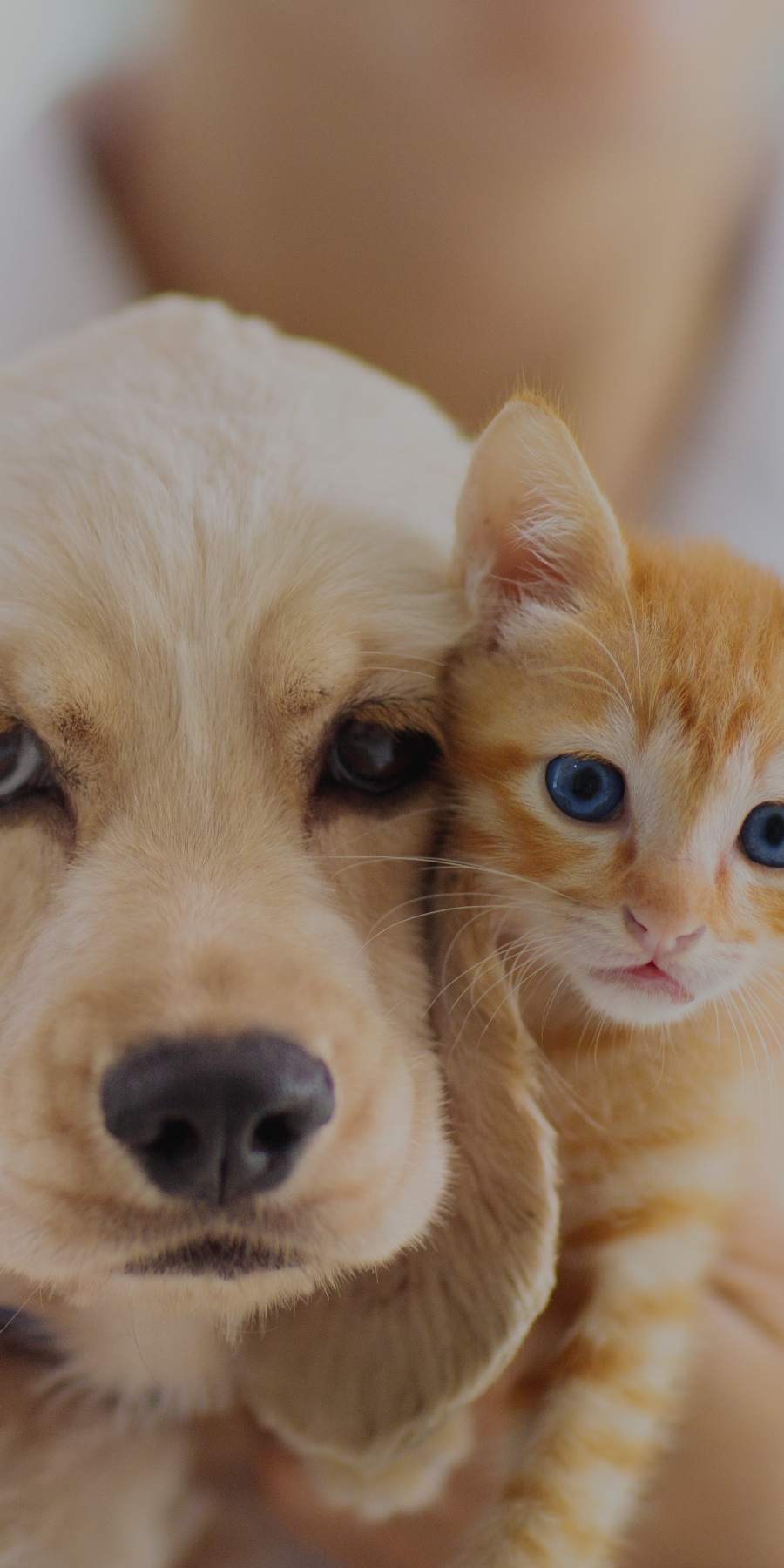 Cat and dog