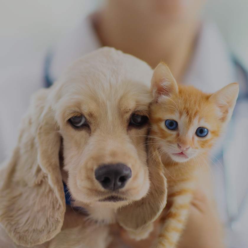 Cat and dog